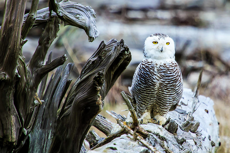 Snowy Owl Photograph by Briand Sanderson