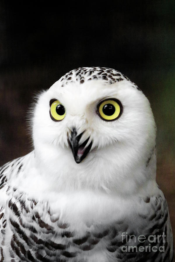 Snowy Owl Bright Eyes Photograph by John Van Decker