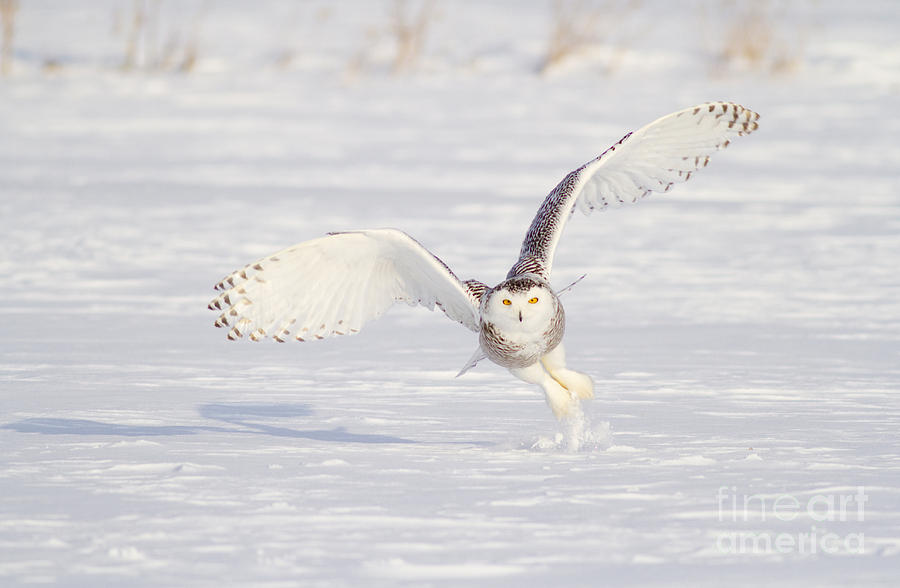 Snowy Owl Capturing Prey Photograph by Marie Read