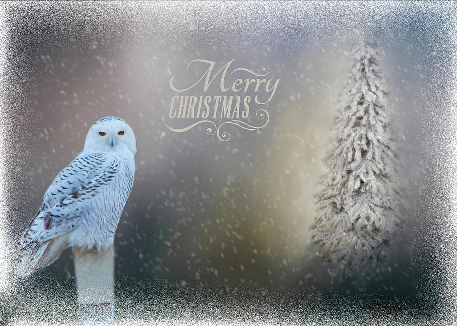 Snowy Owl Christmas Greeting Photograph