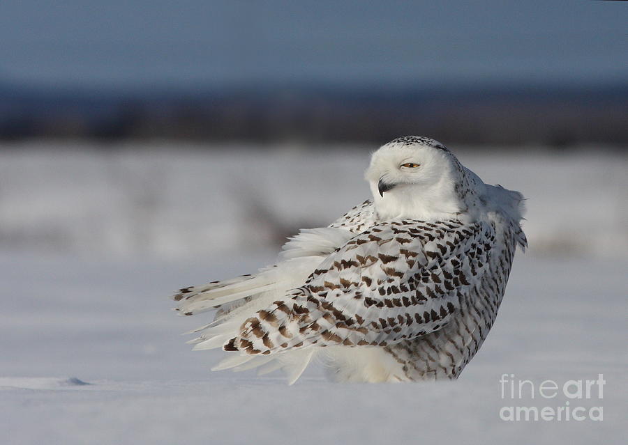 Snowy Owl-Diabolique Photograph by Mircea Costina Photography
