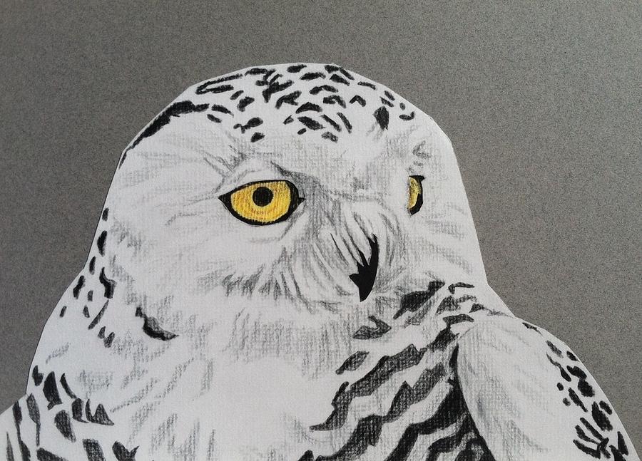 Snowy Owl Drawing Drawing by Pio De Lima