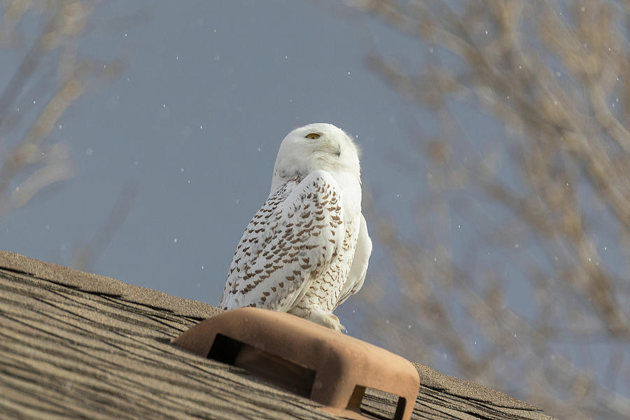 Snowy Owl Enjoys The Snowflakes Photograph by Tony Hake