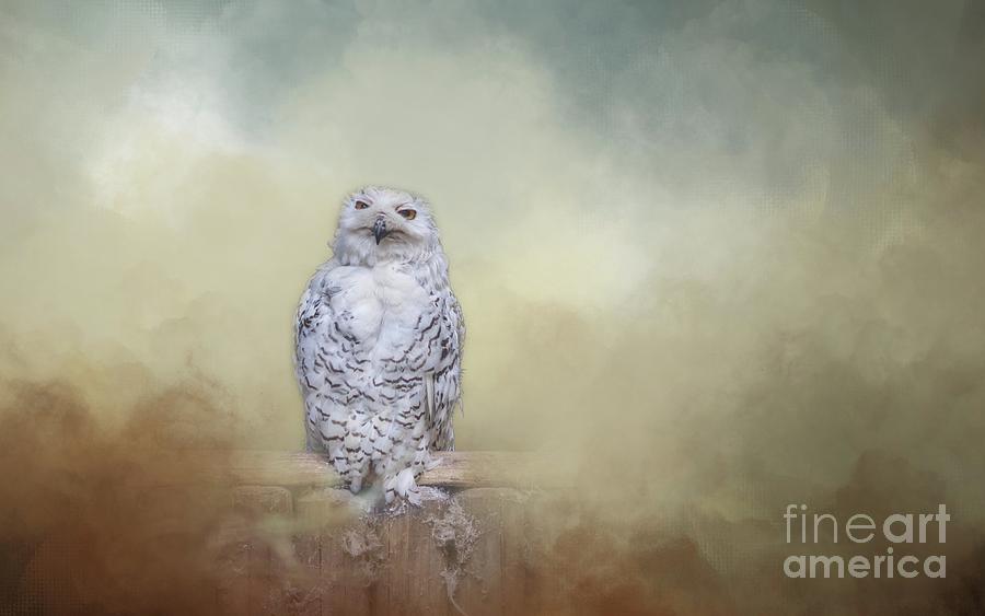 Snowy Owl Photograph by Eva Lechner