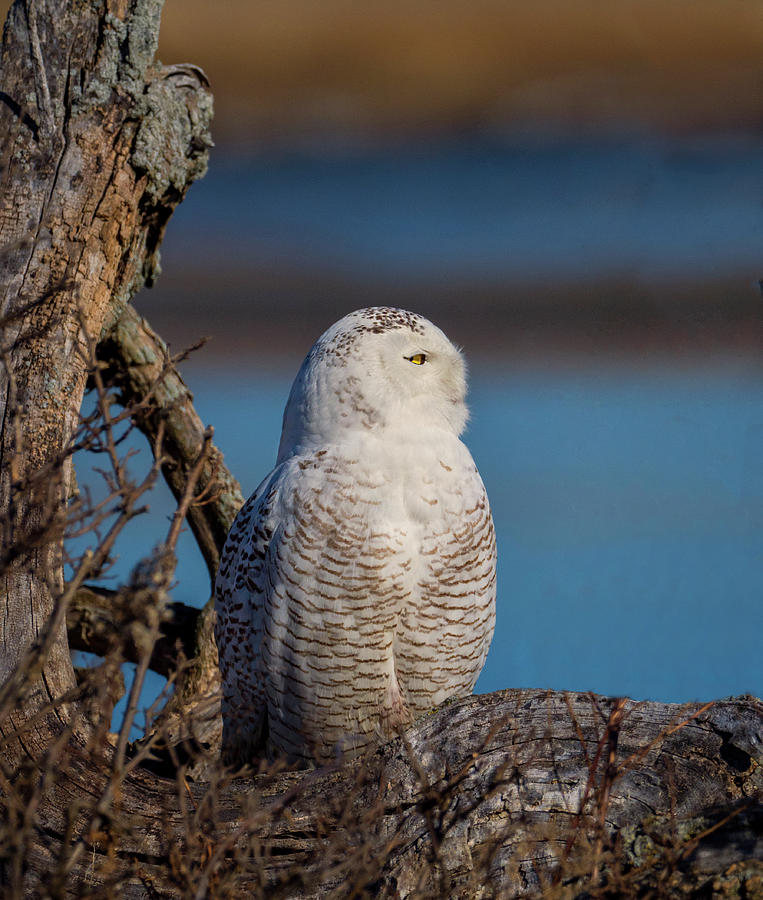Snowy Owl Facing The Sun Photograph by Denise Saldana