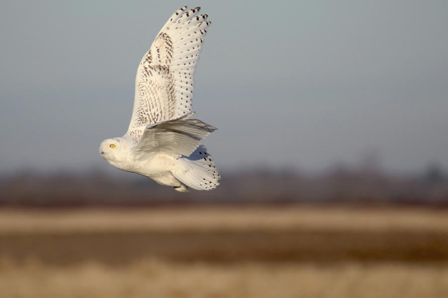 Snowy Owl Flight 5 Photograph by Brook Burling