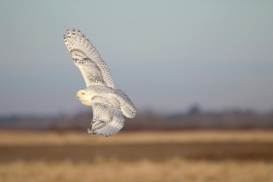 Snowy Owl Flight 6 Photograph by Brook Burling