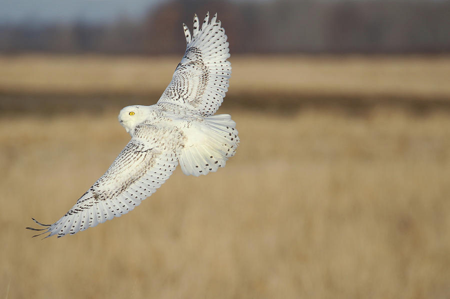 Snowy Owl Flight Photograph by Brook Burling