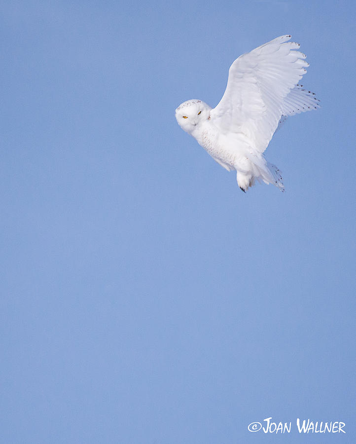 Snowy Owl Flight Photograph by Joan Wallner