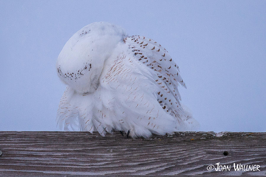 Snowy Owl Fluff Photograph by Joan Wallner