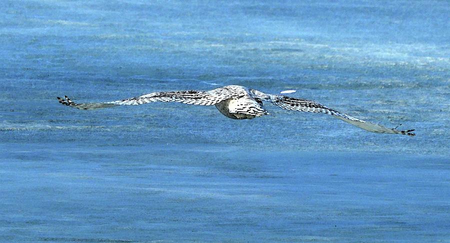 Snowy Owl Flying Over Ice Two  Digital Art by Lyle Crump
