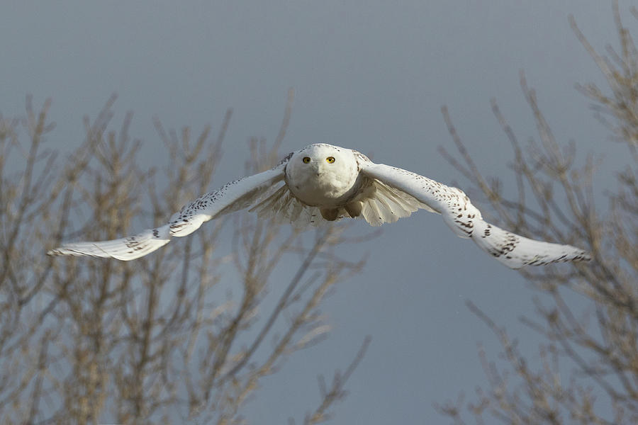 Snowy Owl Focused on Flight Photograph by Tony Hake