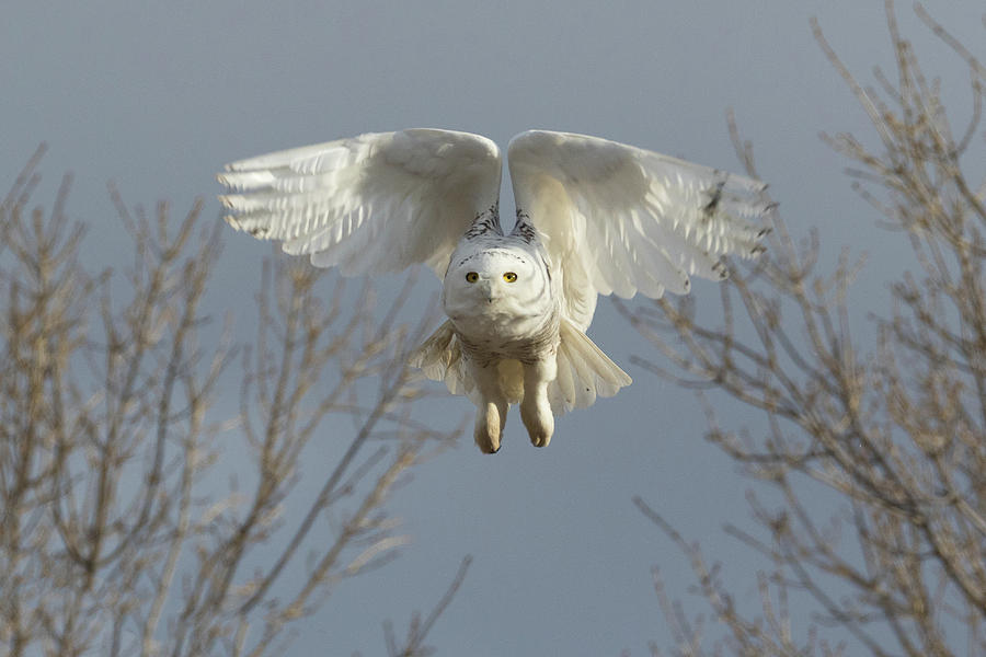 Snowy Owl Grabs the Air Photograph by Tony Hake