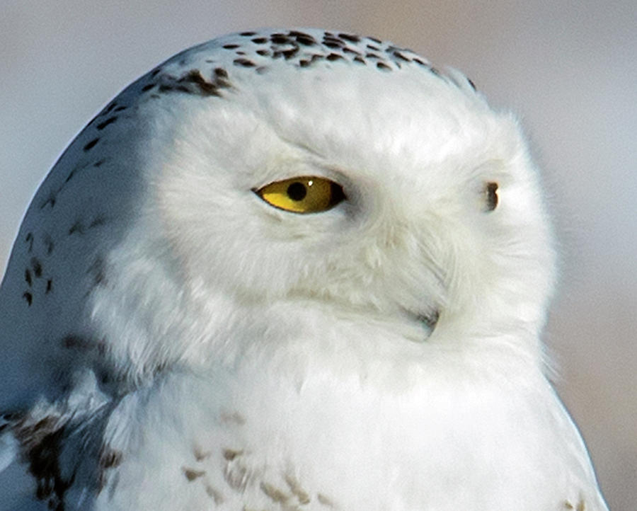 Snowy Owl Head Shot Photograph by KenDidIt Photography