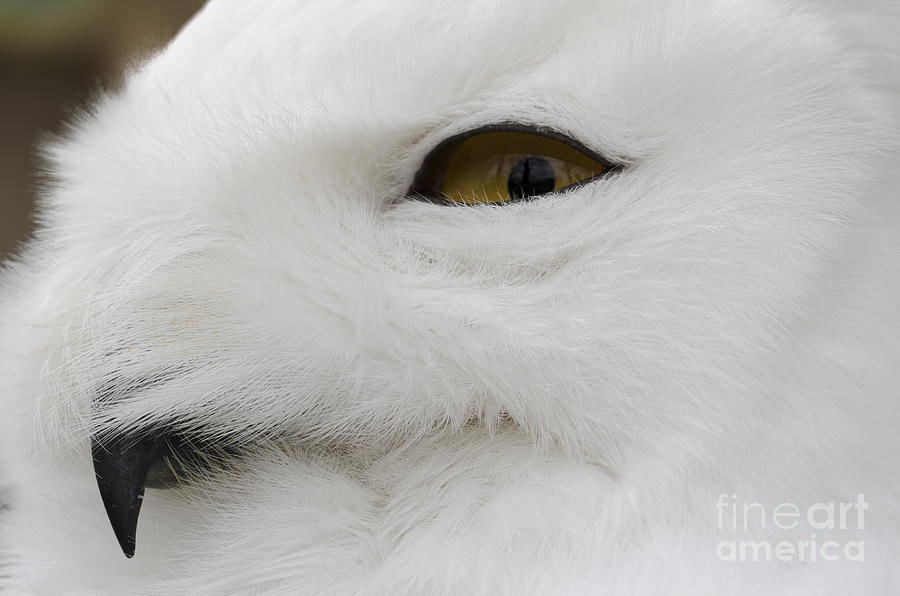 Snowy owl head Photograph by Steev Stamford