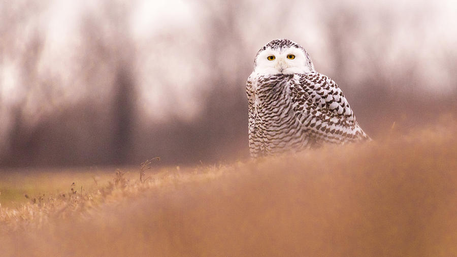 Snowy Owl Photograph by Holly Ross