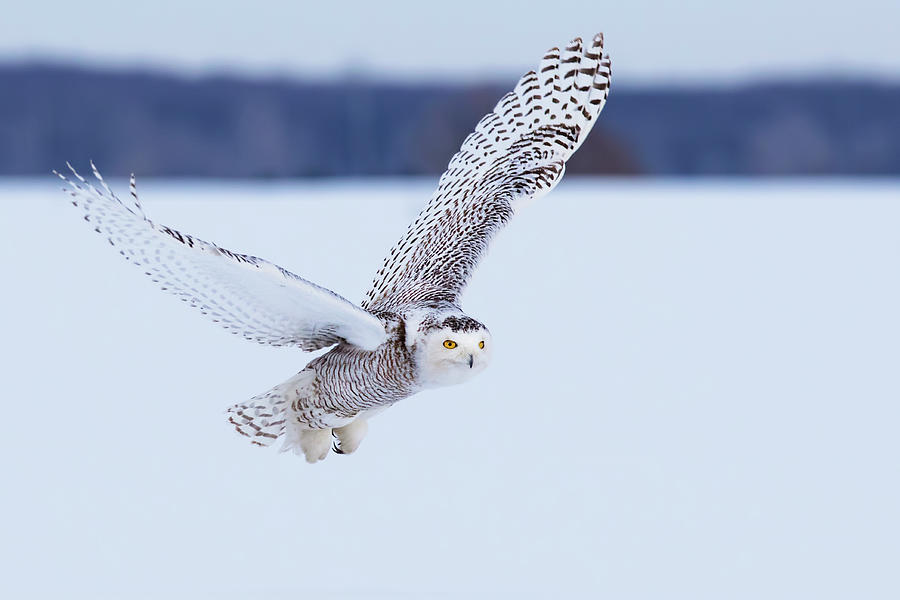 Snowy Owl Hunting Photograph by Mircea Costina Photography - Pixels Merch
