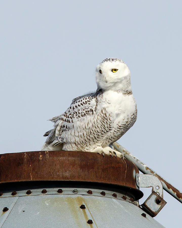 Snowy Owl II Photograph by Ann Bridges