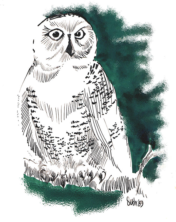 Bird Drawing - Snowy Owl II by Seth Weaver