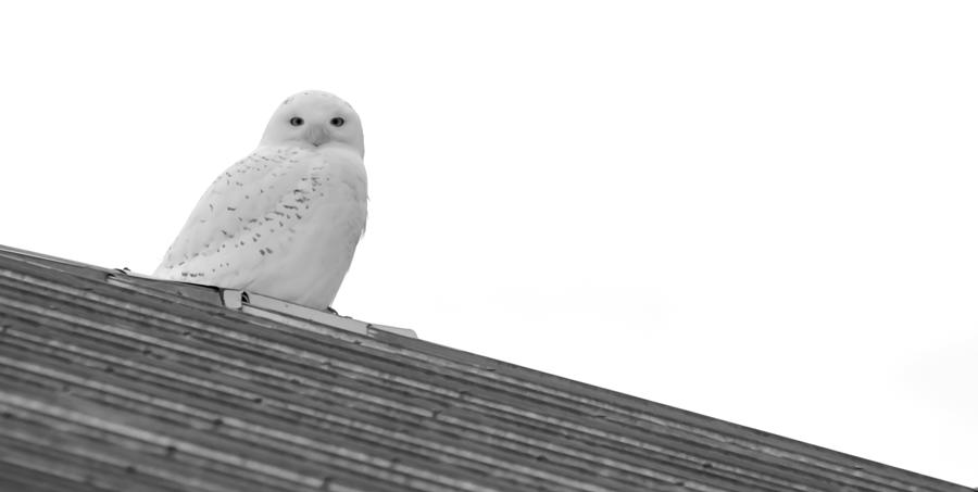 Snowy Owl In Balack And White Photograph