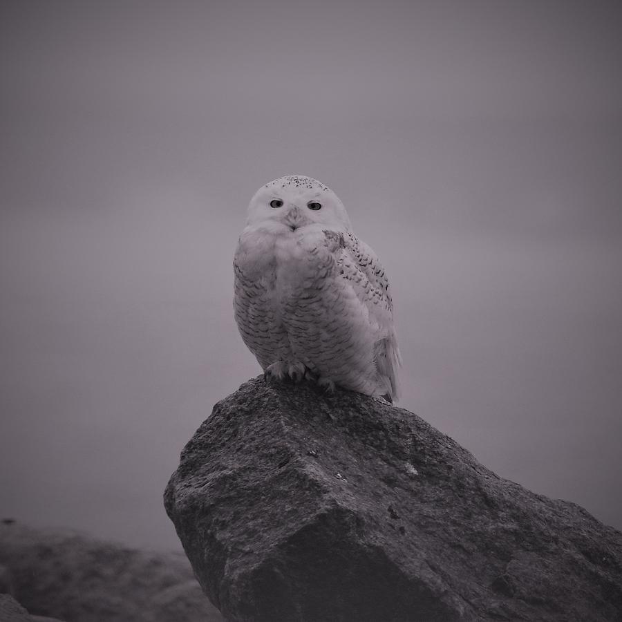 Snowy Owl Eye Black And White Bird Photography Print, 50% OFF