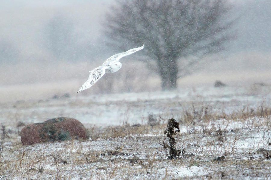 Snowy Owl in Flight 2 Photograph by Gary Hall