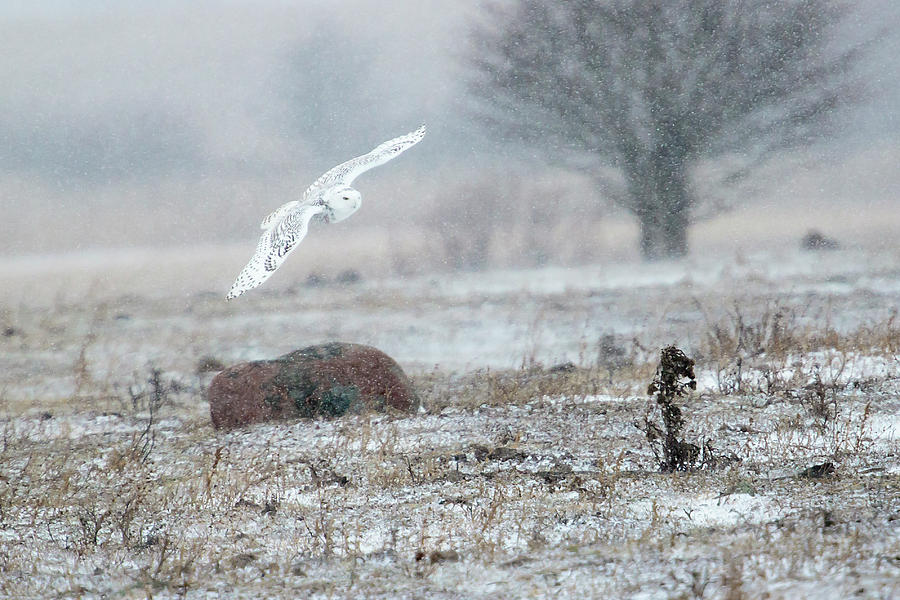 Snowy Owl in Flight 3 Photograph by Gary Hall