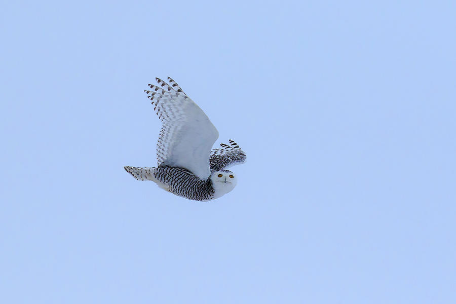 Snowy Owl in Flight 4 Photograph by Gary Hall