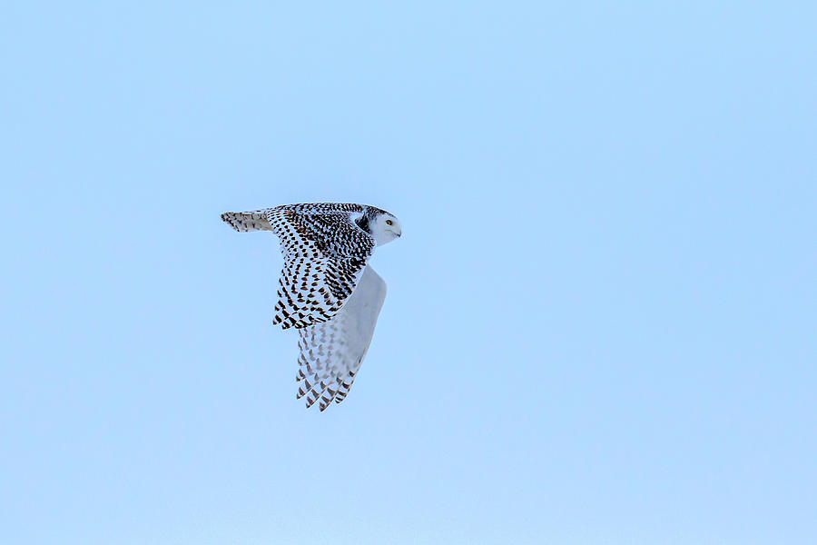 Snowy Owl in Flight 5 Photograph by Gary Hall