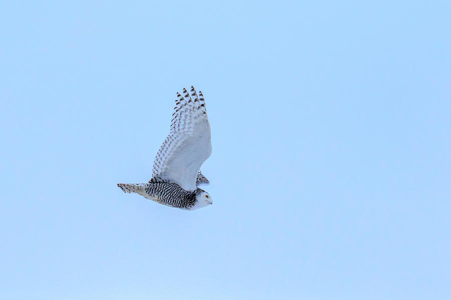 Snowy Owl in Flight 6 Photograph by Gary Hall