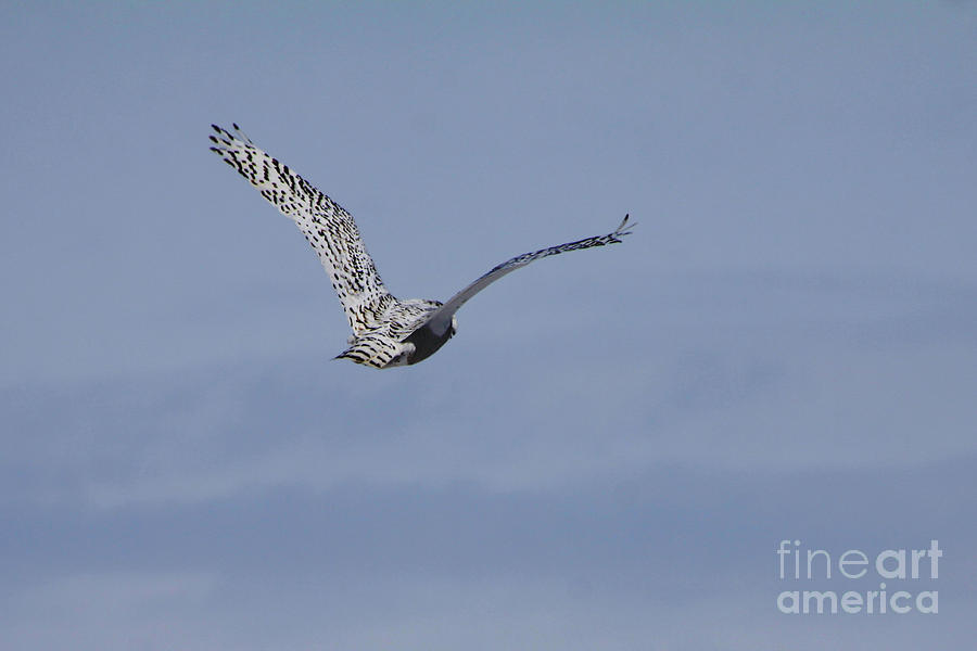 Owl Photograph - Snowy Owl in Flight by Alyce Taylor