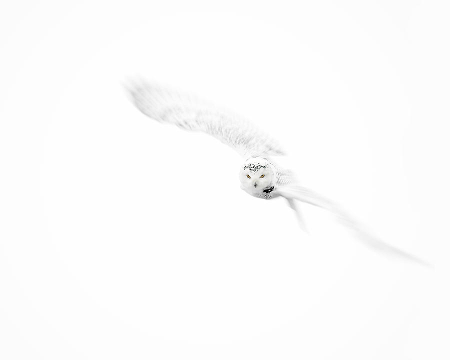 Snowy Owl In Flight Photograph by Gigi Ebert