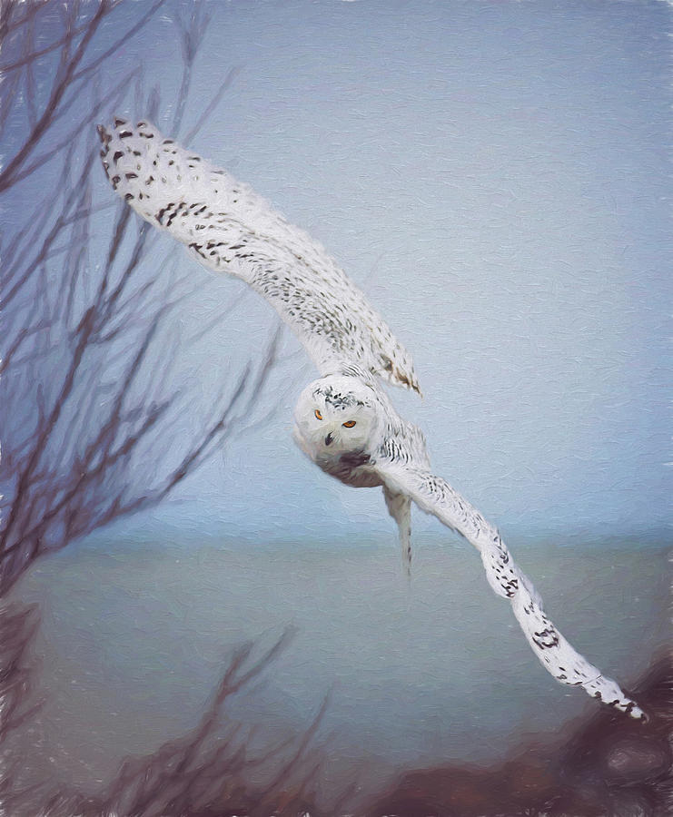 Wildlife Photograph - Snowy Owl In Flight Painting 1 by Carrie Ann Grippo-Pike Wildlife Photograph - Snowy Owl In Flight Painting 1 by Carrie Ann Grippo-Pike