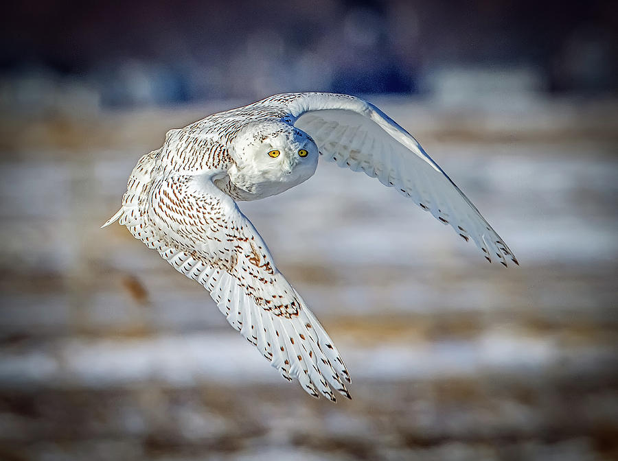 Snowy Owl in Flight- Salisbury Dunes Photograph by John Vose