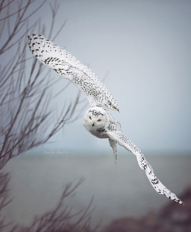 Snowy Owl In Flight SIGNED Photograph by Carrie Ann Grippo-Pike
