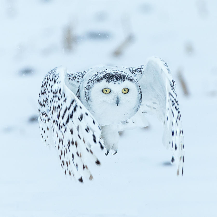 Snowy Owl in flight Photograph by Steven Upton