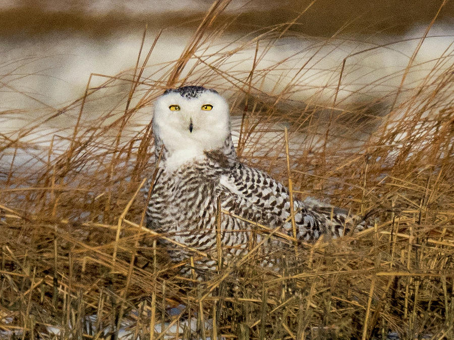 Snowy Owl in Marsh Grass Photograph by Denise Saldana