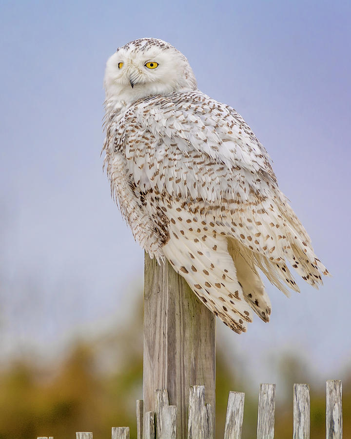 Snowy Owl in Maryland Photograph by Andy Smetzer