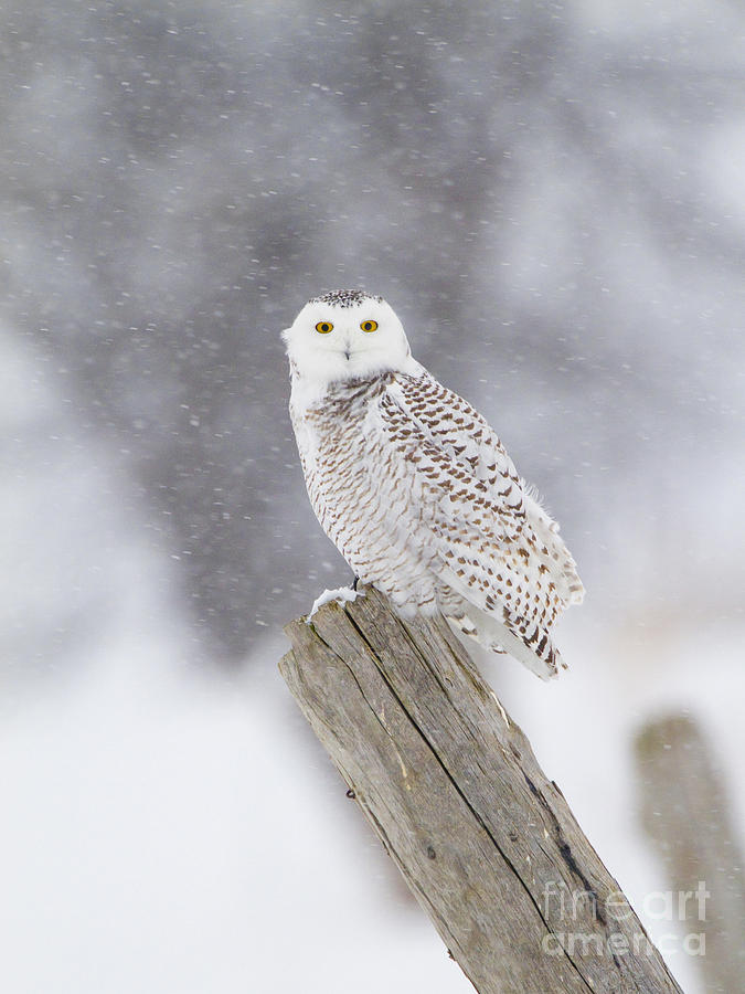 Snowy Owl In Snow Photograph by Marie Read