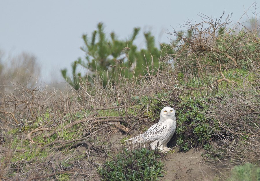 Snowy Owl in the Dunes Photograph by Loree Johnson