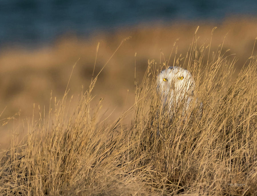 Snowy Owl in the grass Photograph by Judi Dressler