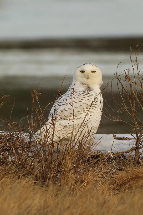 Snowy Owl in the salt grass Photograph by Allan Morrison