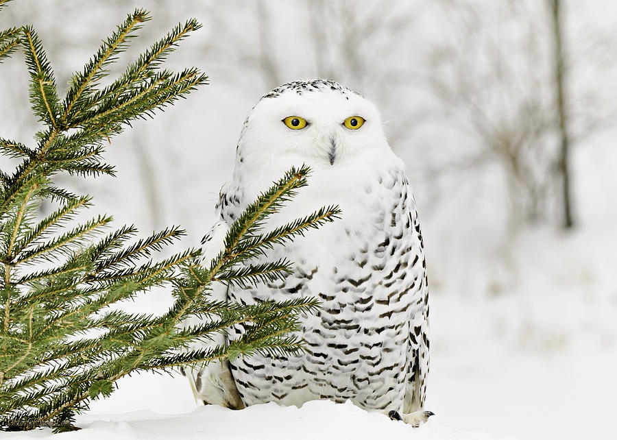 Snowy Owl In The Snow Photograph