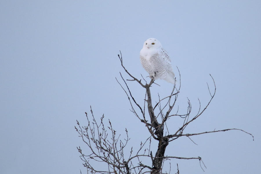 Snowy Owl in Tree Photograph by Brook Burling