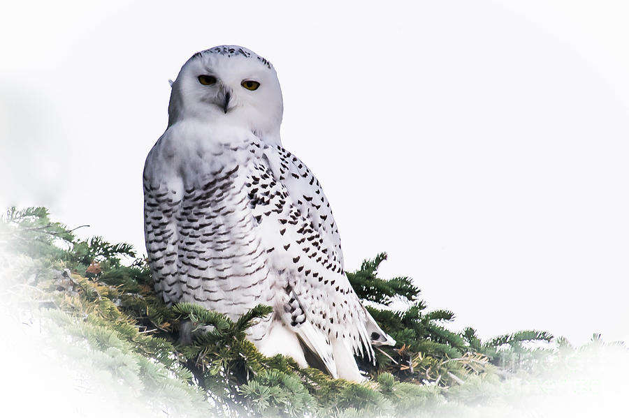 Snowy Owl in tree Photograph by Ronald Grogan