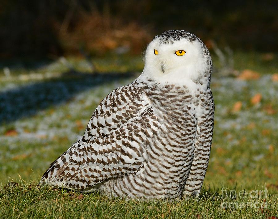 Snowy Owl in Vermont Photograph by Steve Brown