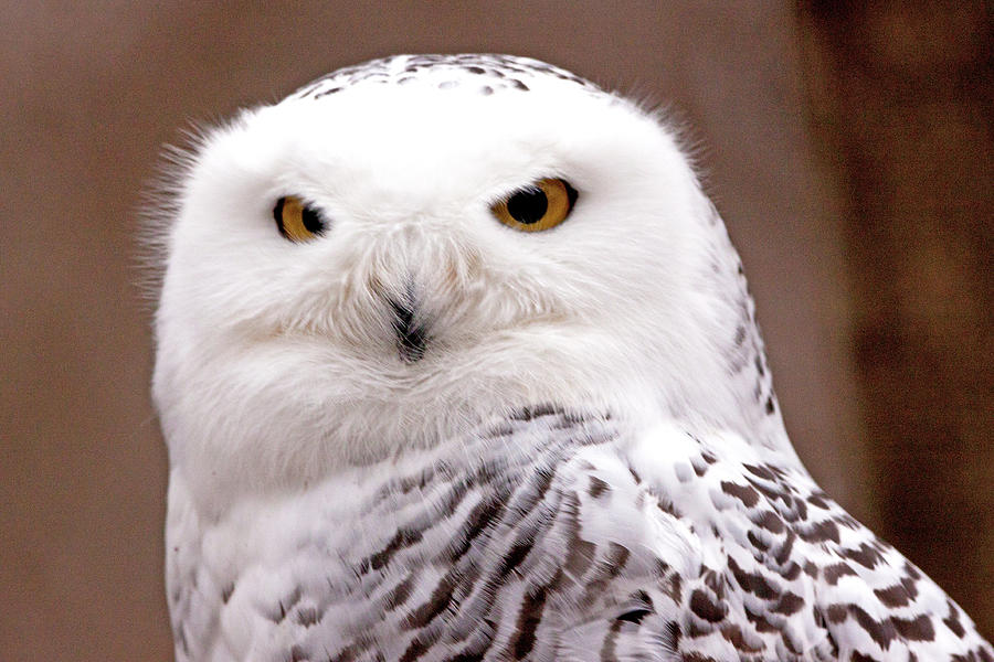 Snowy Owl Photograph by Ira Marcus