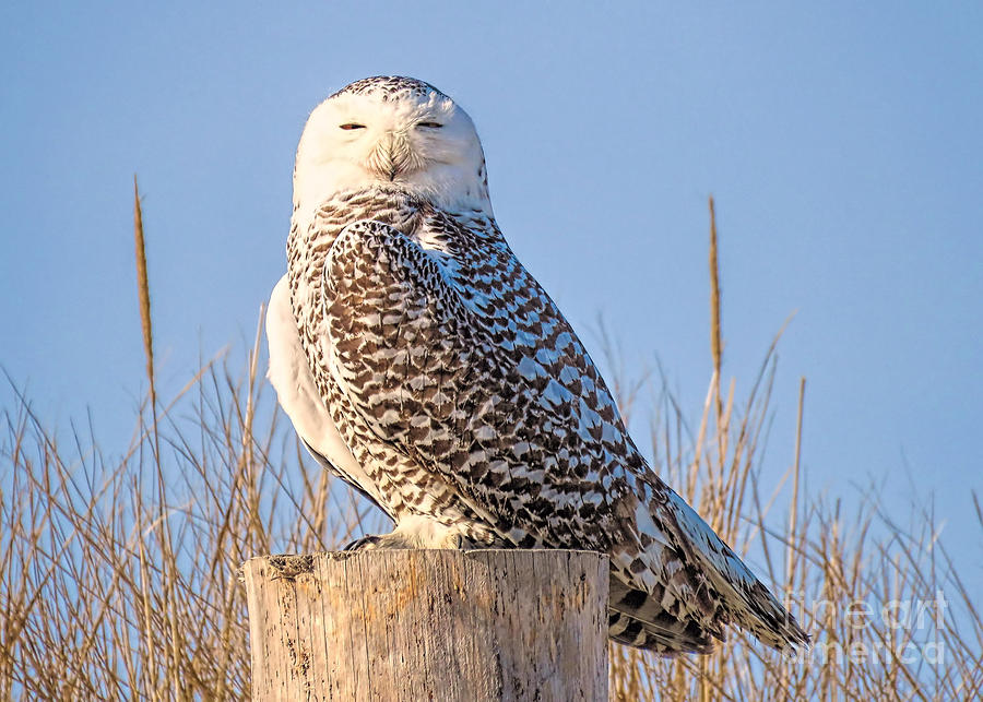 Snowy Owl  Photograph by Janice Drew
