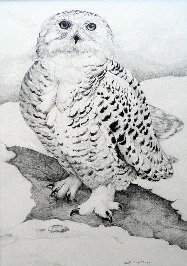 Nature Drawing - Snowy Owl by Jillandria Wingfield