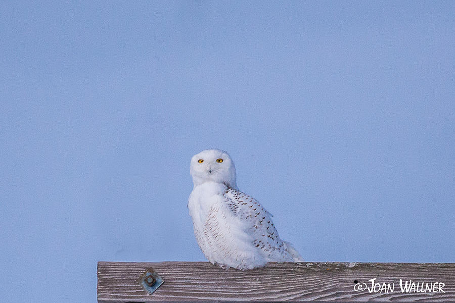 Snowy Owl  Photograph by Joan Wallner